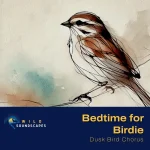 Song Sparrow - Bird Chorus at Dusk