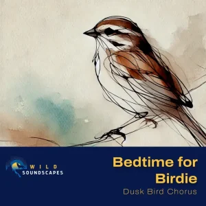 Song Sparrow - Bird Chorus at Dusk