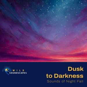 Album Cover - Dusk to Darkness - Sounds of Night Fall