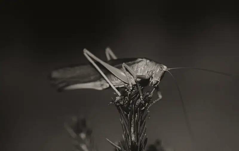 Sounds Of Grasshoppers Can Be Heard At Night.
