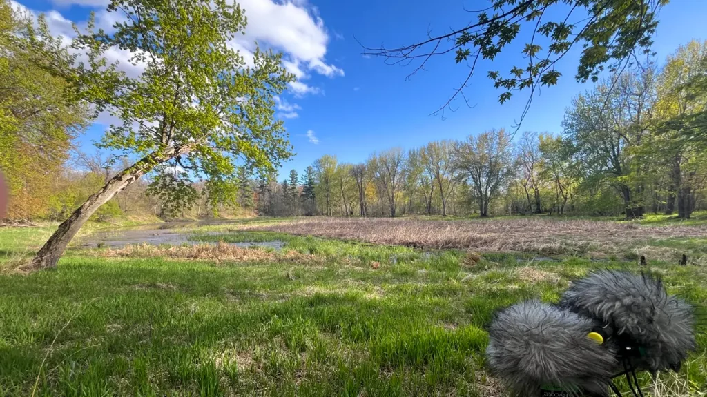 Forested Marsh Front Schoeps
