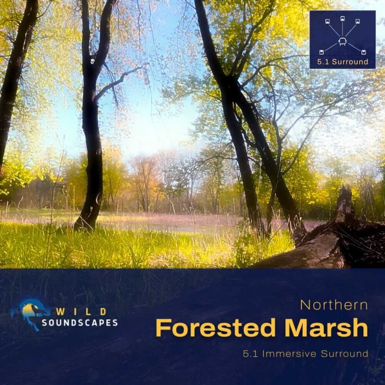 Album Cover For Northern Forested Marsh Featuring A Spring Wetland Scene With Trees, Marsh Grasses, And 5.1 Immersive Surround Sound Branding.