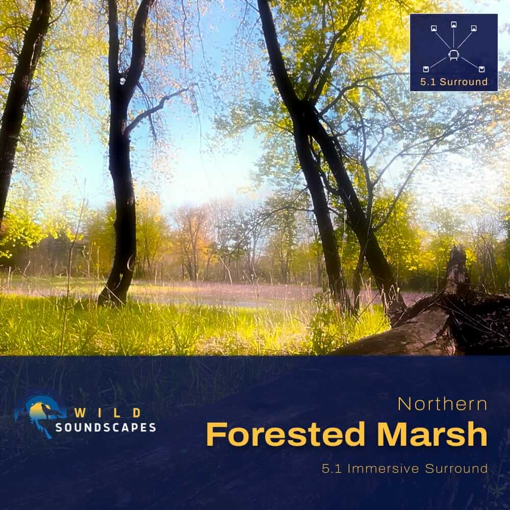 Album cover for Northern Forested Marsh featuring a spring wetland scene with trees, marsh grasses, and 5.1 immersive surround sound branding.